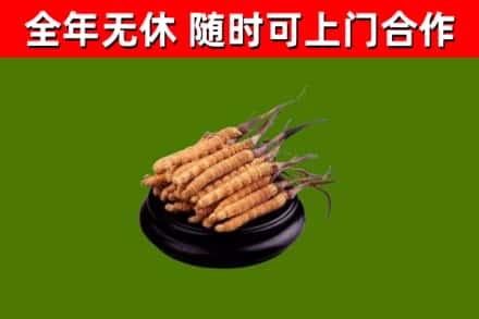 象山县回收散虫草